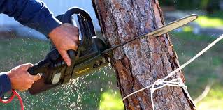 Best Tree Cabling and Bracing  in Mayer, MN